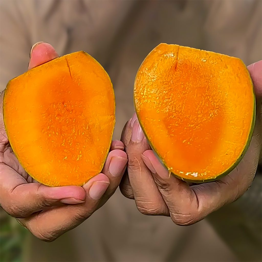 Himsagor - ২২ কেজি