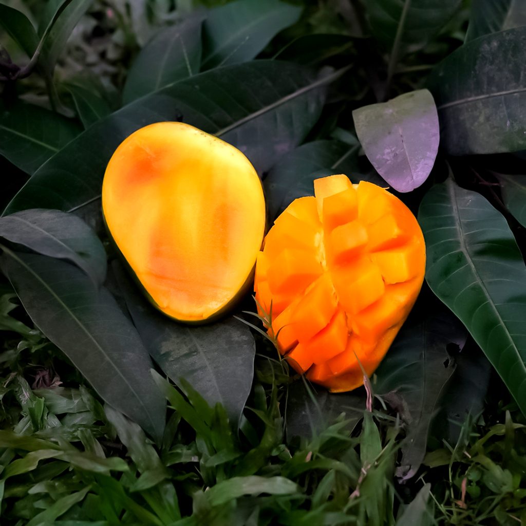 হাড়িভাঙ্গা - ১২ কেজি